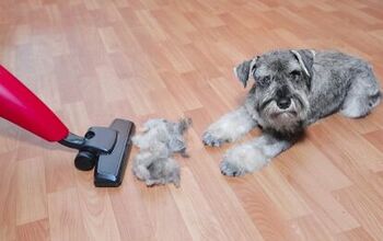 Best Pet Vacuums for Dog and Cat Hair