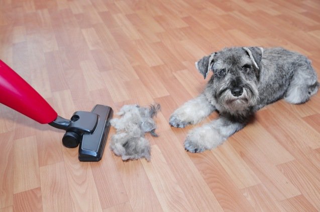 best pet vacuums for dog and cat hair