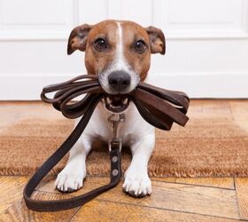 top 10 best everyday dog leashes for pooches of all sizes