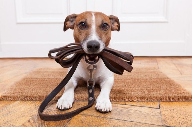 top 10 best everyday dog leashes for pooches of all sizes