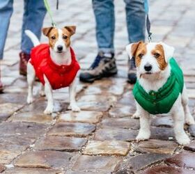 top 10 best winter jackets for dogs