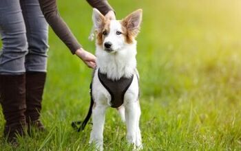Best Dog Harnesses for Every Type of Pooch