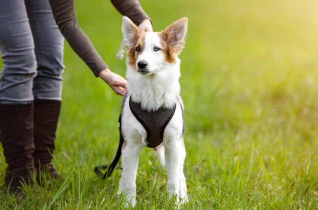 best dog harnesses for every type of pooch