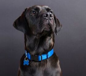 Best Dog Collars for Stylish Pooches