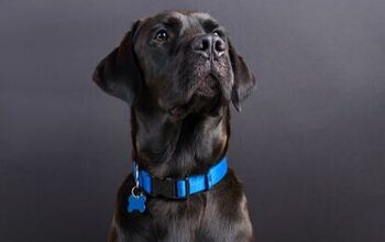 Best Dog Collars for Stylish Pooches