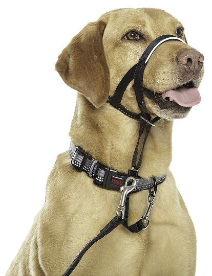 Say Bye to Tug O' Walks: Best Dog Harnesses to Stop Pulling | PetGuide