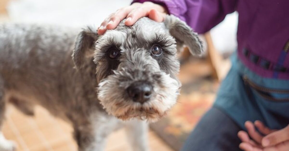 How Important is Routine in Your Dog’s Life | PetGuide