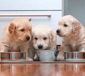 buying guide best dog food for puppies of all sizes