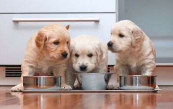 Buying Guide: Best Dog Food for Puppies of All Sizes