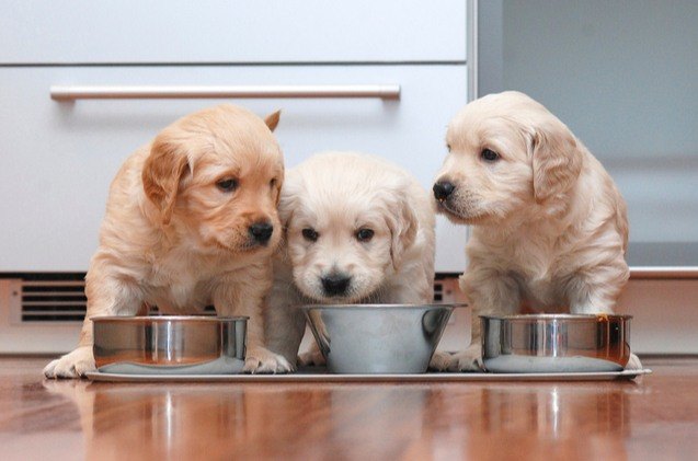 buying guide best dog food for puppies of all sizes