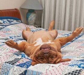 Best Large Dog Beds for Big-Boned Pooches