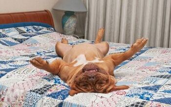 Best Large Dog Beds for Big-Boned Pooches