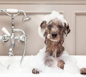 Best Dog Shampoo for Smelly Pooches
