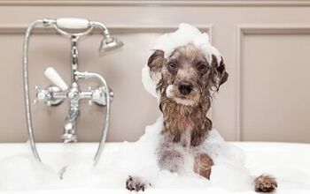 Best Dog Shampoo for Smelly Pooches