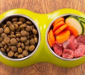 switching to a healthier diet best organic dog food