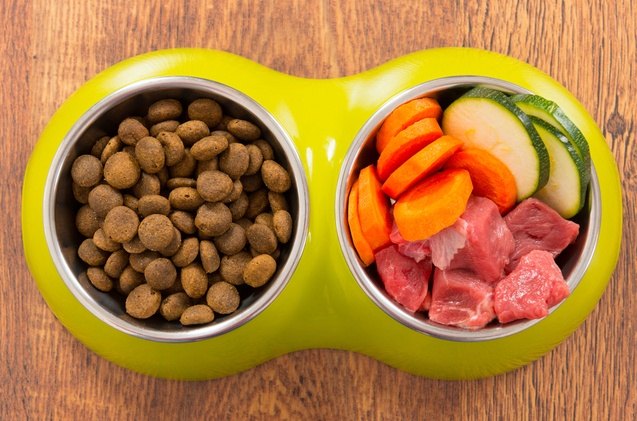 switching to a healthier diet best organic dog food