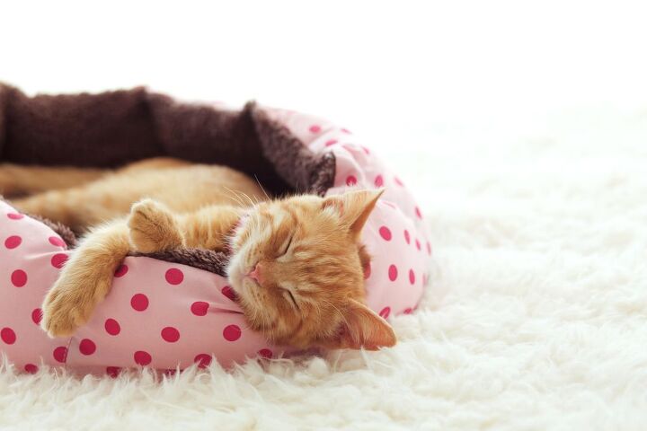 our picks of the best heated cat beds