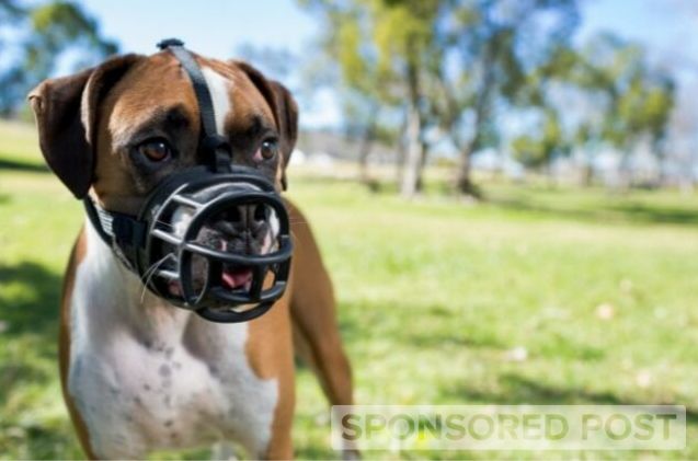 Why The Baskerville Ultra Muzzle Is One Of The Best Dog Muzzles We'v |  PetGuide