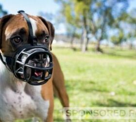 why the baskerville ultra muzzle is one of the best dog muzzles wev