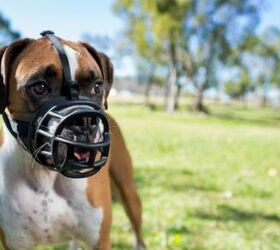 why the baskerville ultra muzzle is one of the best dog muzzles wev