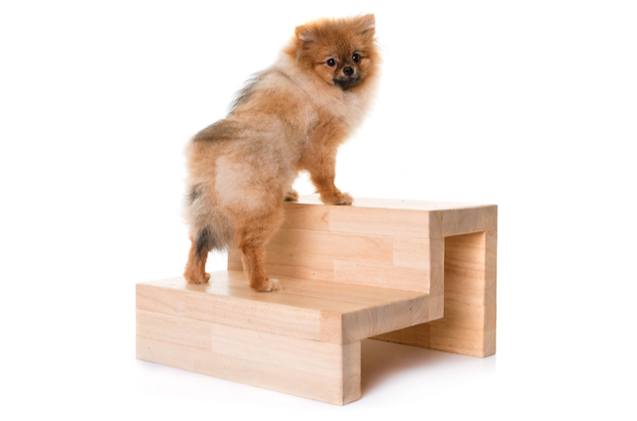 best dog steps and stairs for pets with mobility issues