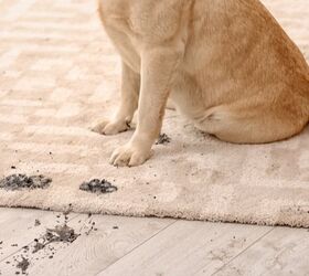 Best Pet Carpet Cleaners for a Mess-Free Home