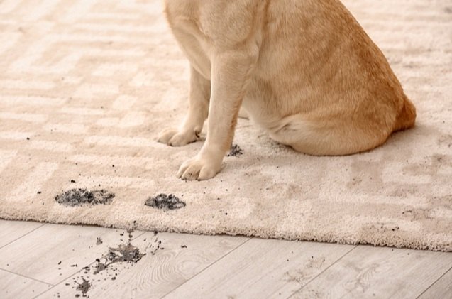 Best Pet Carpet Cleaners for a Mess-Free Home | PetGuide