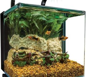 Buying Guide: Best Betta Fish Tanks | PetGuide