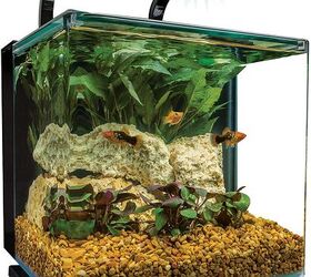 Buying Guide: Best Betta Fish Tanks