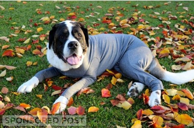 chilly dogs need shed defender 8217 s new winter fleece