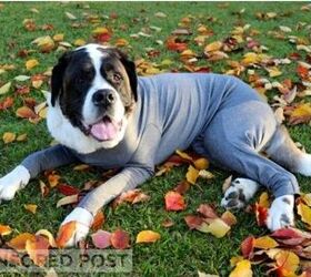 Chilly Dogs Need Shed Defender’s New Winter Fleece