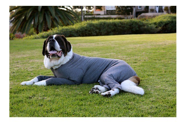chilly dogs need shed defenders new winter fleece