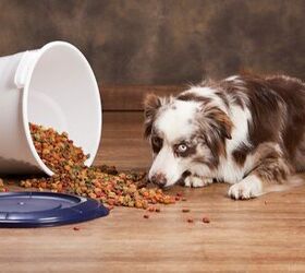 buying guide best dog food storage containers