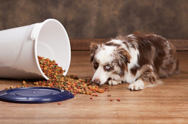 buying guide best dog food storage containers