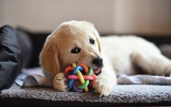 Best Dog Chew Toys for Teething Puppies