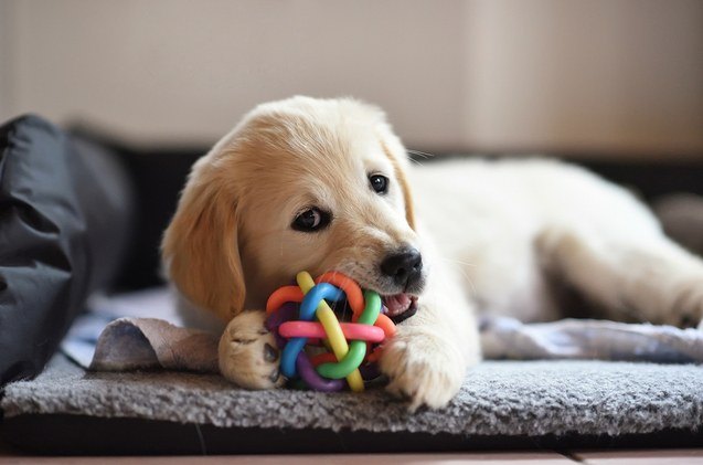 best dog chew toys for teething puppies