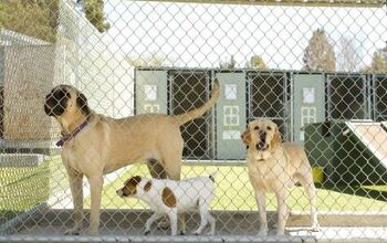 Buying Guide: Best Outdoor Dog Kennels