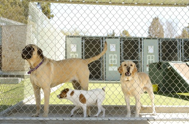 buying guide best outdoor dog kennels