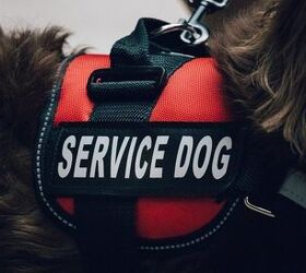 Best Service Dog Vests and Harnesses for Working Dogs