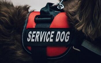 Best Service Dog Vests and Harnesses for Working Dogs
