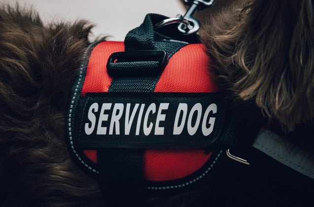 best service dog vests and harnesses for working dogs
