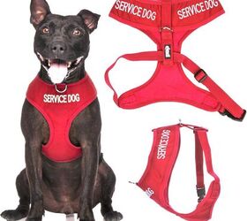 Best service best sale dog vest