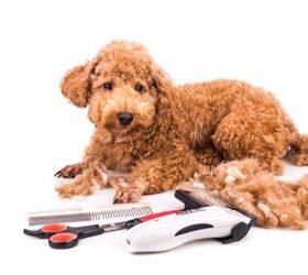 Best Dog Grooming Clippers for Home Use