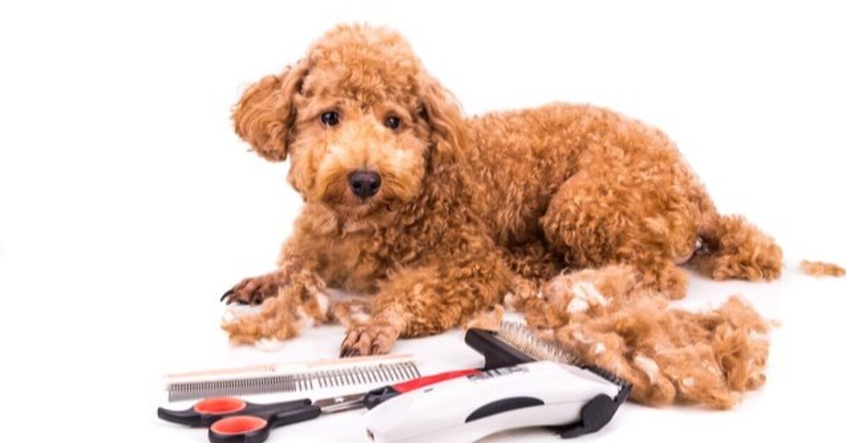 Can i use human clippers on dogs Outlet