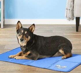 https://cdn-fastly.petguide.com/media/2022/02/28/8286068/buying-guide-best-cooling-pads-and-mats-for-dogs.jpg?size=720x845&nocrop=1