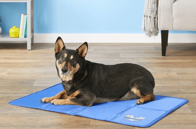 buying guide best cooling pads and mats for dogs