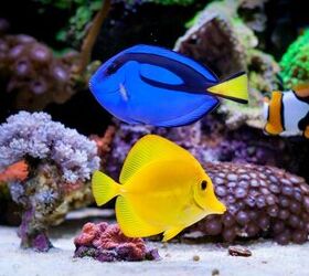 best medications for treating aquarium fish diseases