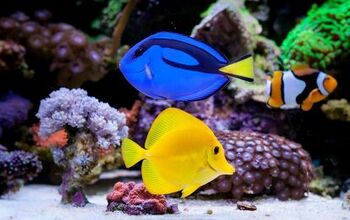 Best Medications for Treating Aquarium Fish Diseases