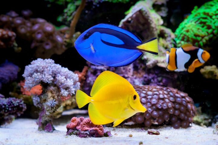 best medications for treating aquarium fish diseases