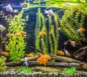 best affordable supplies for a 20 gallon tank